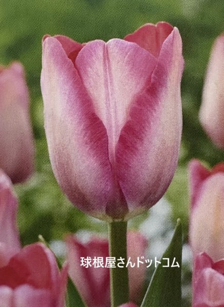 画像1: チューリップ　ピンクサウンド（DH）5球入り (1)