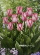 画像2: チューリップ　ピンクサウンド（DH）5球入り (2)