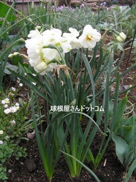 画像1: 八重房咲き　サーウィンストンチャーチル　3球入り (1)