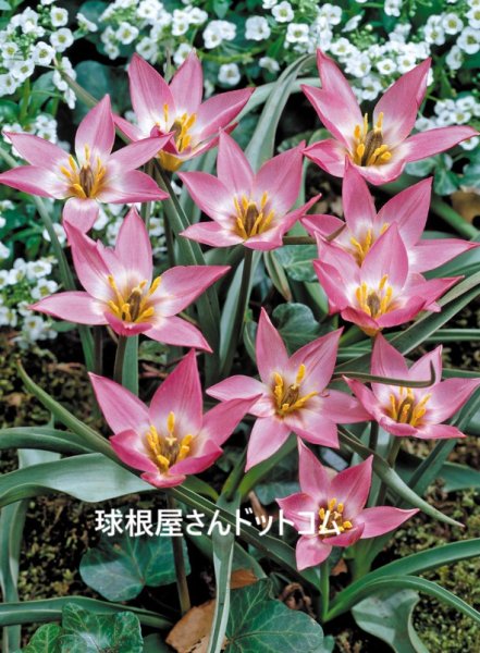 画像1: 原種系チューリップ　アウケリアナ（M）5球入り (1)
