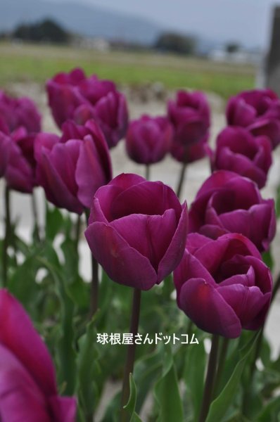 画像1: チューリップ　ネグレッタ（T）3球入り (1)