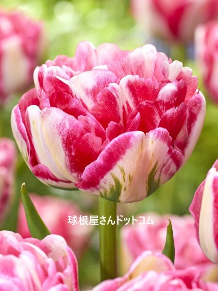 画像1: チューリップ　マシュマロ（DE）3球入り (1)