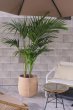 画像2: リーヴァ バルーン テラアンティーク　44cm　FRP製 (2)