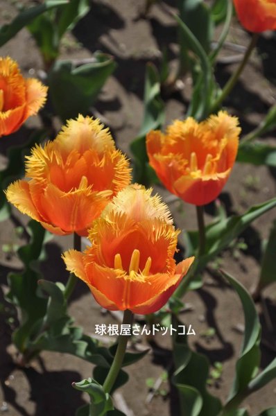 画像1: チューリップ　ランバダ（FR）3球入り (1)