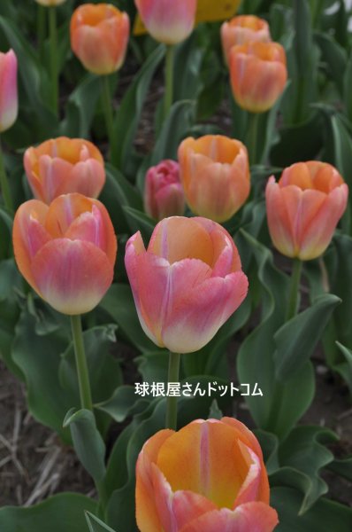 画像1: チューリップ　クンユン（DH）3球入り (1)