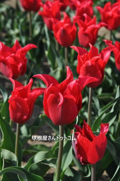 画像1: チューリップ　プリティーウーマン（L）3球入り (1)