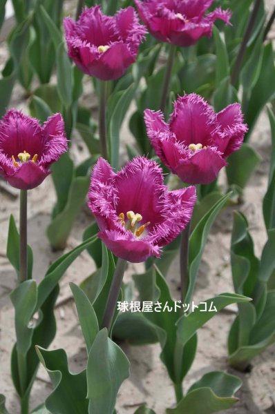 画像1: チューリップ　サンクレメント（FR）3球入り (1)