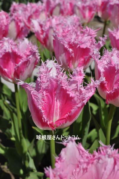 画像1: チューリップ　ハウステンボス（FR）3球入り (1)