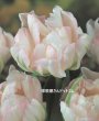 画像1: 八重遅咲きチューリップ　フィノラ（DL）3球入り (1)