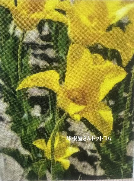画像1: チューリップ　イミニダブル（L）3球入り (1)