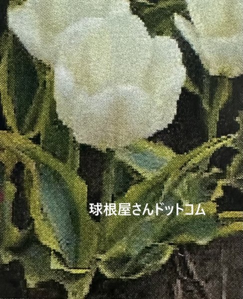 画像1: チューリップ　ピューリッシマブロンド（FO）3球入り　 (1)