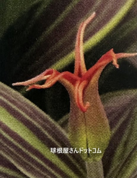 画像1: チューリップ　リガスバリケード（FO）3球入り　 (1)