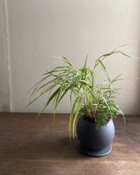 画像1: 鉢の寄せ植え　斑入り風知草　黄金シダ（現品限り） (1)