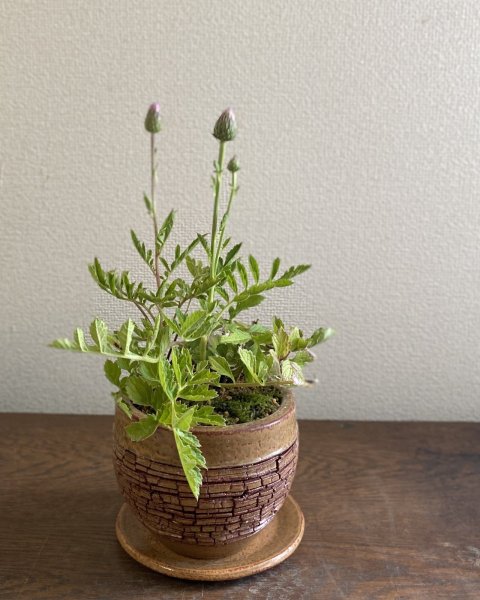 画像1: 鉢の寄せ植え　済州島田村草2ポット入り（現品限り） (1)