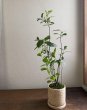 画像1: 鉢の寄せ植え　西洋カマツカ（現品限り） (1)