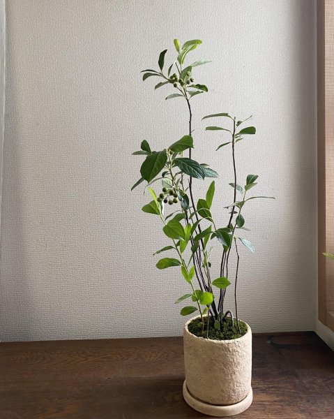画像1: 鉢の寄せ植え　西洋カマツカ（現品限り） (1)