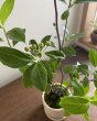画像2: 鉢の寄せ植え　西洋カマツカ（現品限り） (2)