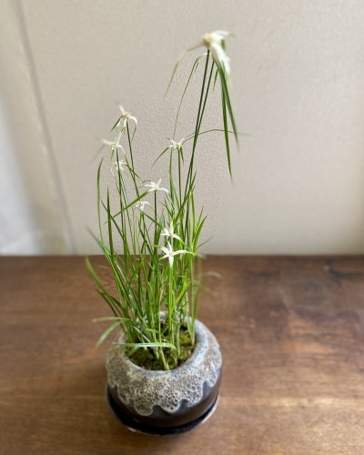 画像1: 鉢の寄せ植え　シラサギカヤツリ（現品限り）