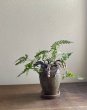 画像1: 鉢の寄せ植え　トキワシノブ（現品限り） (1)