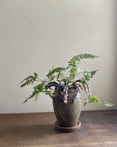 画像1: 鉢の寄せ植え　トキワシノブ（現品限り） (1)