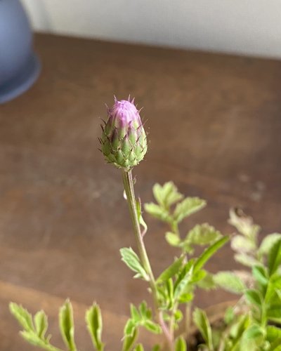 画像1: 鉢の寄せ植え　済州島田村草2ポット入り（現品限り）