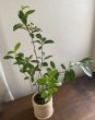 画像3: 鉢の寄せ植え　西洋カマツカ（現品限り） (3)