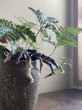 画像2: 鉢の寄せ植え　トキワシノブ（現品限り） (2)