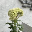 画像2: セロシア　アクト　ライム（3.0号） (2)