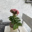 画像3: セロシア　アクト　ピンク（3.0号） (3)