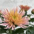画像1: フローラマム　アナンシ　ピンク（3.5号） (1)