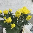 画像2: フローラマム　アナンシ　イエロー（3.5号） (2)