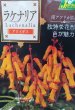 画像2: 入荷しました！　ラケナリア　アロイデス　2球入り (2)