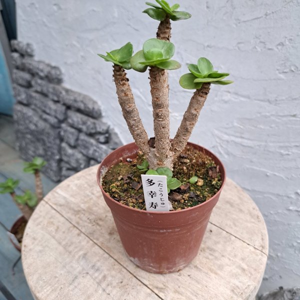 画像3: 多幸寿　3.5号プラ鉢 (3)