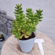 画像3: セダム　虹の玉（2.5号ロング） (3)