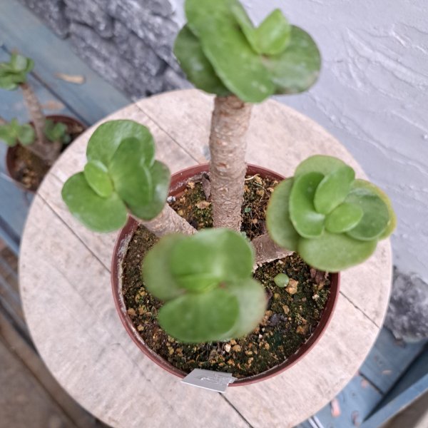 画像2: 多幸寿　3.5号プラ鉢 (2)