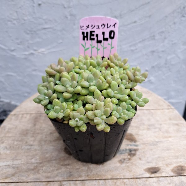 画像3: グラプトペタルム　ヒメシュウレイ（3.0号） (3)