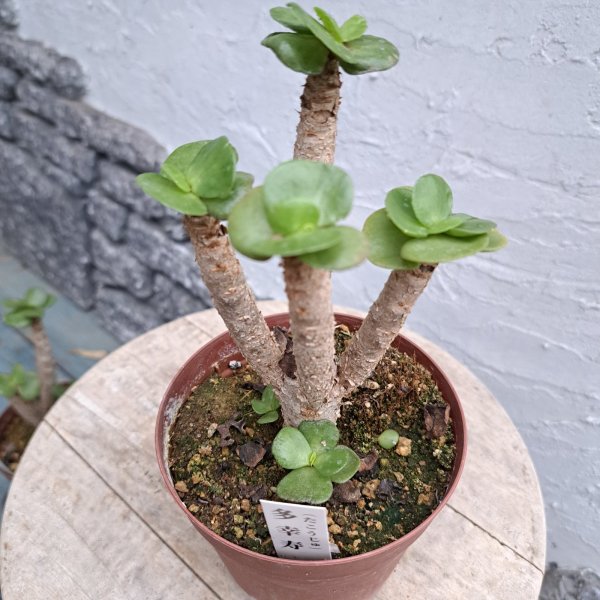 画像1: 多幸寿　3.5号プラ鉢 (1)