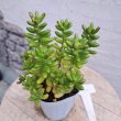 画像1: セダム　虹の玉（2.5号ロング） (1)