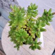 画像2: セダム　虹の玉（2.5号ロング） (2)