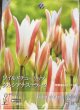 画像2: 入荷しました！　原種系チューリップ　クルシアナ ステラータ（M）5球入り (2)