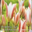 画像1: 入荷しました！　原種系チューリップ　クルシアナ ステラータ（M）5球入り (1)