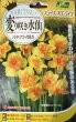画像2: 入荷しました！　変わり咲きスイセン　スライス　オブ　ライフ　2球入り (2)