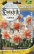画像2: 入荷しました！　変わり咲きスイセン（八重咲き）　キャンディープリンス　2球入り (2)