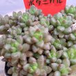 画像2: セダム　ホワイトストーンクロプ（2.5号） (2)