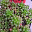 画像2: セダム　レッドベリー（2.5号） (2)