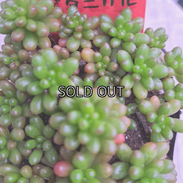 画像2: セダム　レッドベリー（2.5号） (2)