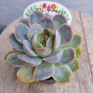 大家族❤️12頭❇️ラモサ❇️ 多肉 抜き苗 チューリップ形 ❇︎ #多肉植物 個体差が大きかった交配苗 ラウイ×ラウレンシス