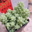 画像1: セダム　シンタマツヅリ（2.5号） (1)