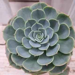 大家族❤️12頭❇️ラモサ❇️ 多肉 抜き苗 チューリップ形 大家族❤️12頭❇️ラモサ❇️ 多肉 抜き苗 チューリップ形 観葉植物