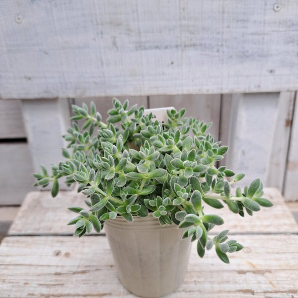 画像3: クラッスラ　レモータ（2.5号ロング） (3)